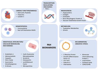 An Overview of Circulating Pulmonary Arterial Hypertension Biomarkers